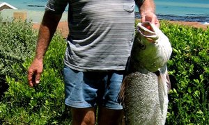 Kabeljou kaalhand gevang